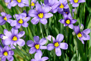 Sisyrinchium Bellum